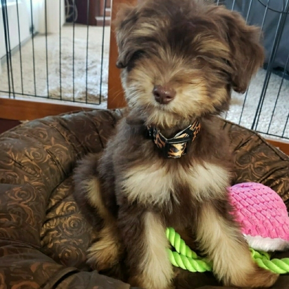 Meet your Posher, Chris - Picture 4 of 6